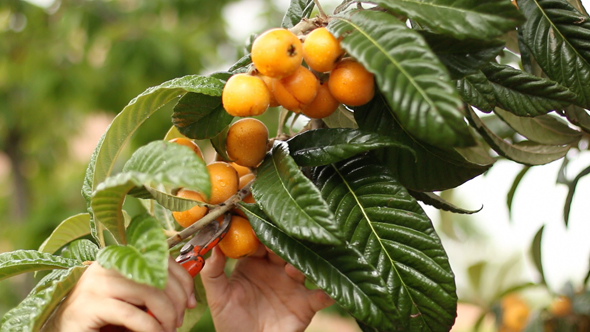 Collecting Loquats 01