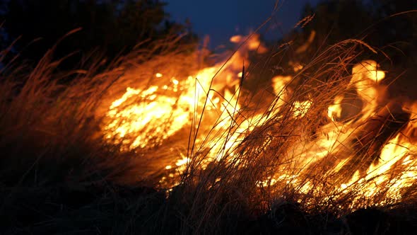 Forest fire. Fire destroys trees and forest animals. Plane crash fire