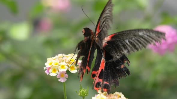 Macro shot of Female Scarlet Mormon Butterfly working on blooming flower in nature