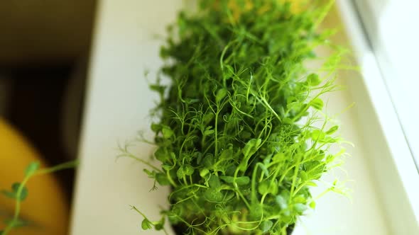 Slow motion Men's hands touch Peas microgreens sprouts with drops of water close up