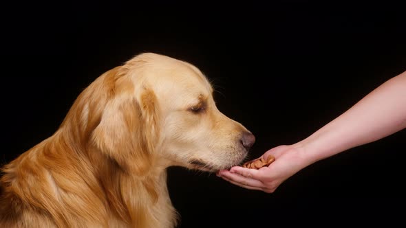 Giving Food to Golden Retriever on Black Background Gold Labrador Dog Eating Treats for Animals From