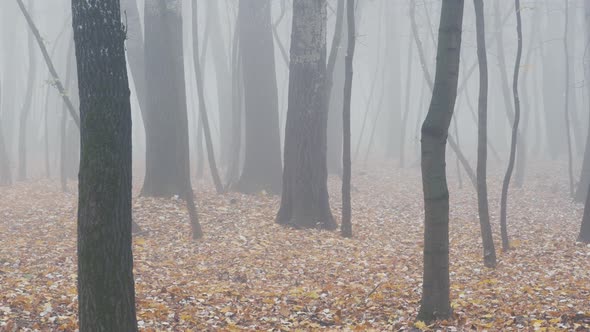 Passing By Foggy Forest in the Morning. Strong Autumn Fog. Fog in the Autumn Beech Forest