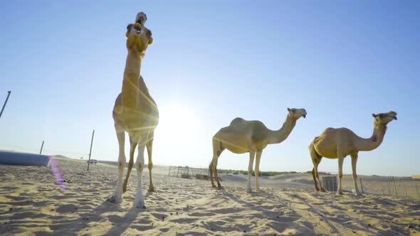 Camels in the desert. Sahara desert. Emirates. Abu Dhabi desert. 