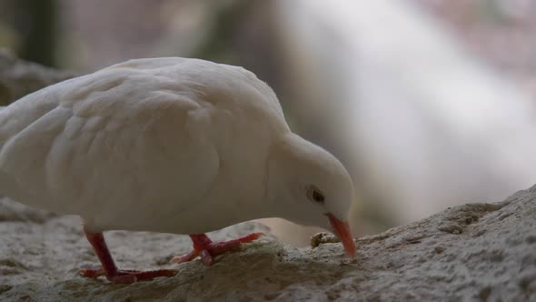 Close up of wild white pigeon pecking food of wooden log in nature