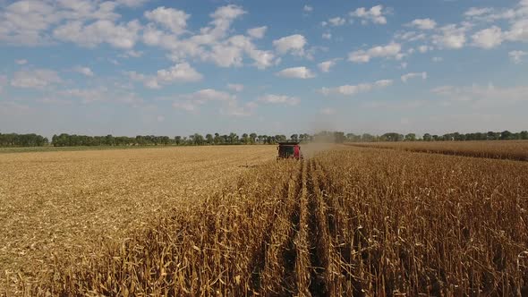 Harvester In Corn Field