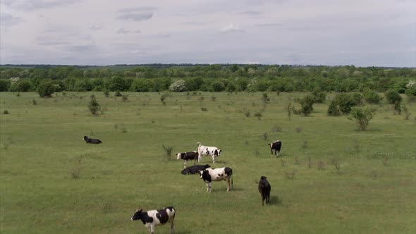 Cows Grazing Fresh Green Grass on the Field. Farm. Animals Graze on a Meadow. Cows on Pasture. Herd