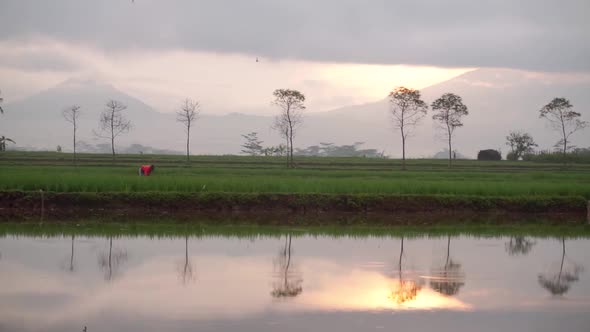 Farmers activities in the morning with a mountain background accompanied by sunrise in the sky and l