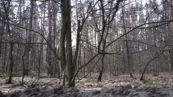 Forest Landscape Aerial View Slow Motion