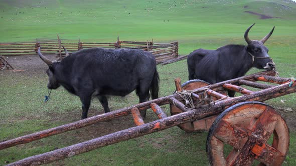 Traditional Tumbrel and Black Yak Steer in Rural Meadow