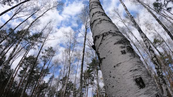 Birch Forest with Birches in the Afternoon