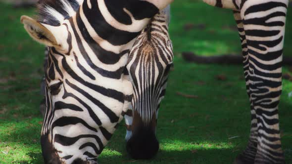 Two Grant's Zebras eating grass