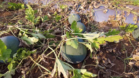 Watermelon Growing In Garden Or Field Among Foliage On The Ground Under Sunlight - high angle shot