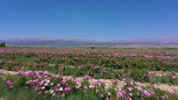 Rose Field