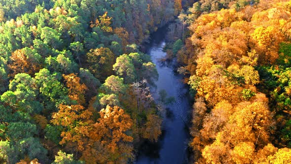 Yellow forest and blue river in autumn, aerial view