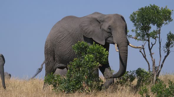 African elephant with calf walking