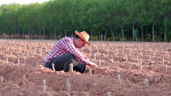 Asian farmer sitting and checking soil at farm
