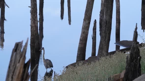 Heron striking at the water as it walks.