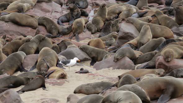 huge colony of Brown fur seal - sea lions, Namibia, Africa wildlife