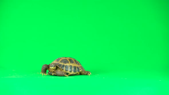 Turtle on a Green Background Screen