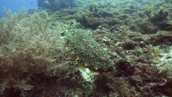 Cuttlefish Under Water