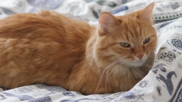 Cute Ginger Cat Sleeps in Bed. Fluffy Pet Comfortably Settled on Blanket. Cozy Home.