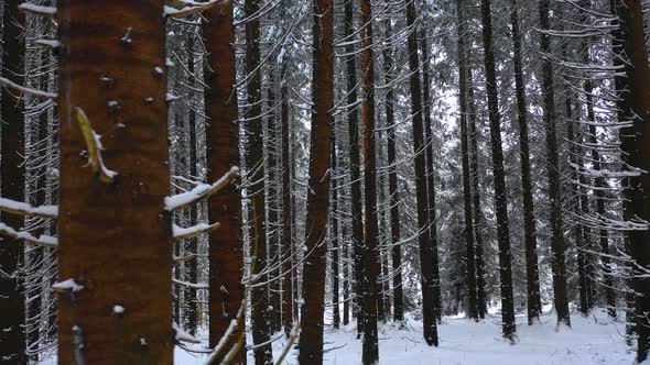 Winter Mountain Forest. Pine Trees Fairy Forest. Untouched spruce. Elf land. Trees pattern. 