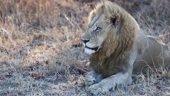 Blond male lion sitting in the grass as a breeze gently blows his mane