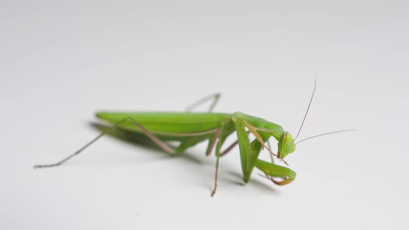 Closeup of Mantis Scrubbing Foot