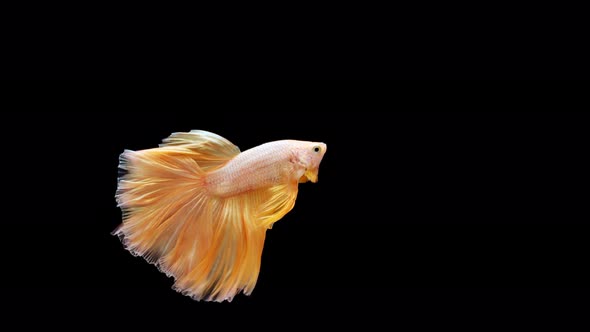 Siamese fighting fish (Betta splendens)