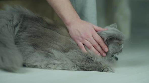 Man Stroking a British Longhaired Cat Lying on a Light Floor Near the Man's Legs