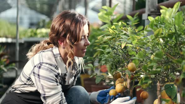 Woman Checking Mandarins at a Plantation