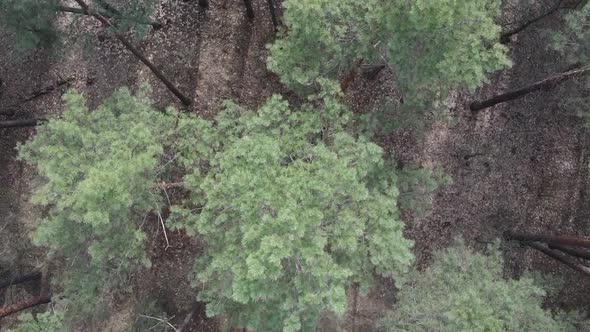 Vertical Video of Green Pine Forest By Day Aerial View