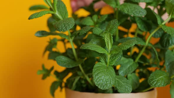 Closeup of Home Plant in a Pot