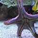 Bottom View of Blue Spiny Starfish - VideoHive Item for Sale