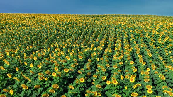 Sunflower field in late summer. Aerial view of nature.