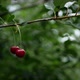 A Branch with Red Cherries with Water Drops Stagger in the Wind - VideoHive Item for Sale