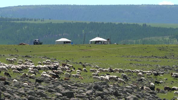 Mongolian Tents in the Background, While a Crowded Flock of Sheep Passes in the Foreground