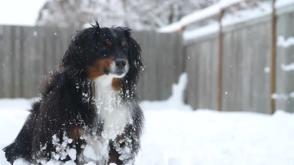 Australian Shepherd dog sitting calmly while snow falls
