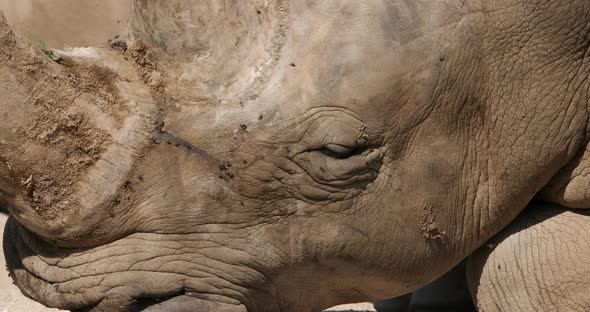 The white rhinoceros or square-lipped rhinoceros, (Ceratotherium simum)