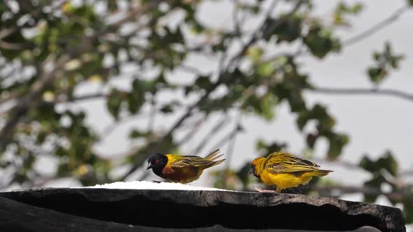 Northern Masked Weavers, Ploceus taeniopterus, group at the Feeder, in flight