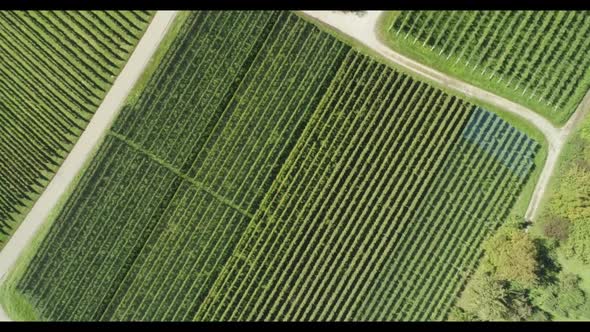 Top View of Grape Fields.