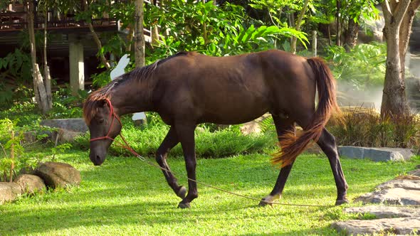 Brown Horse Leashed and Walking in the Green Grass Meadow in the Rays of Sun Fog and Trees on