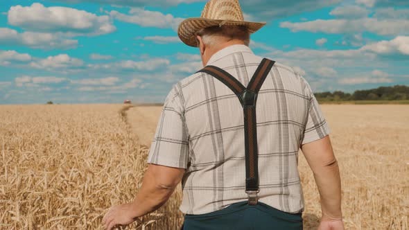 Senior Man Working in a Wheat Field. An Elderly Farmer in a Hat Walks Along the Ears of Wheat