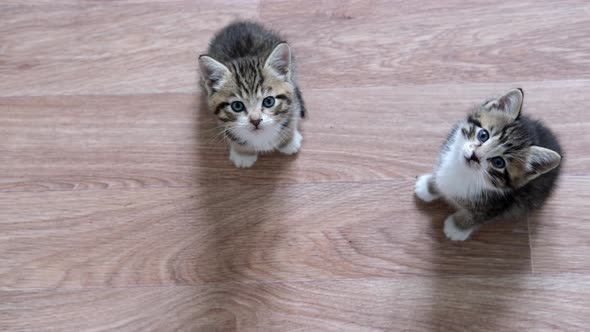 Two Kittens Waiting for Food