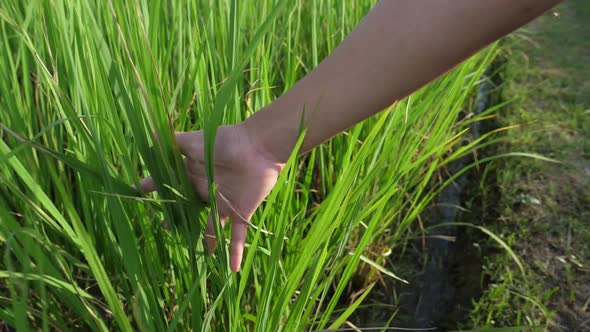Hand Touching Rice Plant