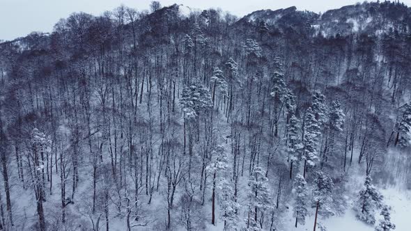 Snowy Winter Forest Aerial