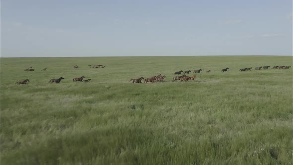 Wild Horses Running Wild Mustangs Run on the Green Grass