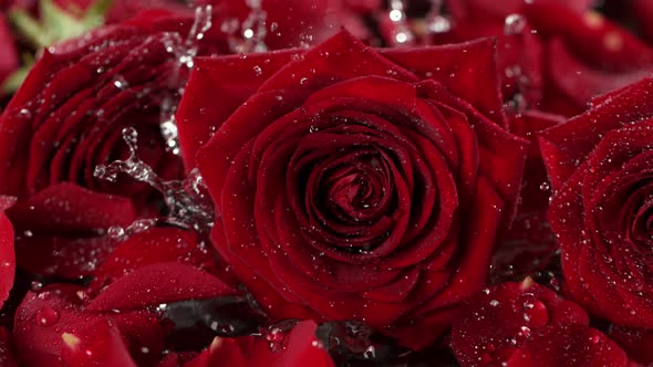 Super Slow Motion Shot of Falling and Splashing Red Rose Bloom Into Water at 1000 Fps