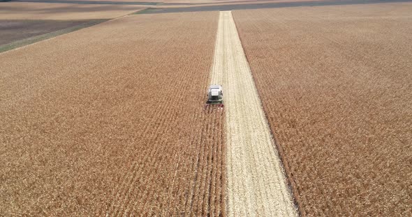 Combine harvester, harvest wheat on the field. Aerial drone view