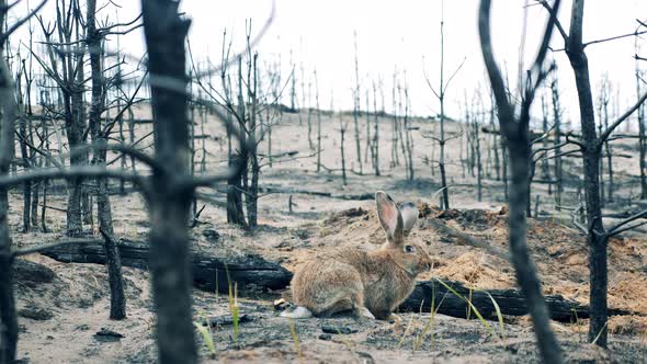 Burntout Forest with a Rabbit Eating Grass